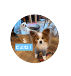 ぱぴぱぴパピヨン22（個別スタンプ：15）