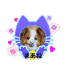ぱぴぱぴパピヨン22（個別スタンプ：17）