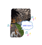 ぱぴぱぴパピヨン22（個別スタンプ：20）