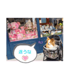 ぱぴぱぴパピヨン22（個別スタンプ：21）