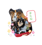 ぱぴぱぴパピヨン22（個別スタンプ：23）