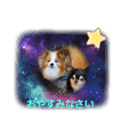 ぱぴぱぴパピヨン22（個別スタンプ：24）