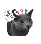 ネコだもん②（個別スタンプ：1）
