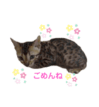 ネコだもん②（個別スタンプ：2）