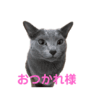 ネコだもん②（個別スタンプ：4）