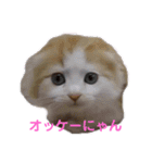 ネコだもん②（個別スタンプ：5）