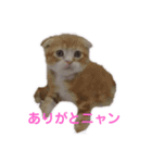 ネコだもん②（個別スタンプ：6）