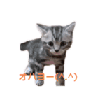 ネコだもん②（個別スタンプ：7）