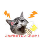 ネコだもん②（個別スタンプ：14）