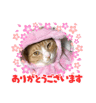 きなこの日常バージョン2（個別スタンプ：8）