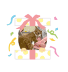 きなこの日常バージョン2（個別スタンプ：13）
