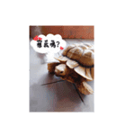 タートルさん（個別スタンプ：3）