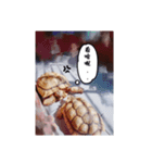 タートルさん（個別スタンプ：6）