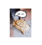 タートルさん（個別スタンプ：11）