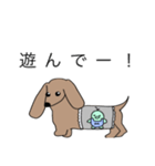 愛犬Mダックス スタンプ（個別スタンプ：16）