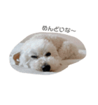 CRJV（個別スタンプ：5）