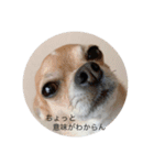 CRJV（個別スタンプ：6）