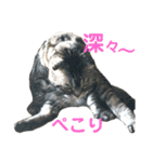 犬猫三昧⑧（個別スタンプ：1）