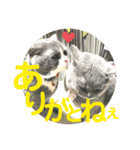 犬猫三昧⑧（個別スタンプ：2）