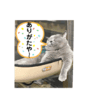 犬猫三昧⑧（個別スタンプ：3）