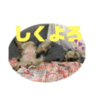 犬猫三昧⑧（個別スタンプ：5）