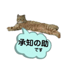 犬猫三昧⑧（個別スタンプ：6）