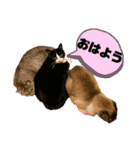 犬猫三昧⑧（個別スタンプ：7）