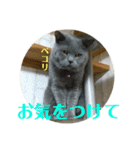 犬猫三昧⑧（個別スタンプ：8）