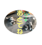 犬猫三昧⑧（個別スタンプ：9）
