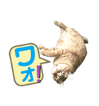 犬猫三昧⑧（個別スタンプ：10）