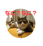 犬猫三昧⑧（個別スタンプ：12）