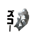 犬猫三昧⑧（個別スタンプ：13）