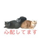 犬猫三昧⑧（個別スタンプ：14）