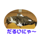犬猫三昧⑧（個別スタンプ：15）
