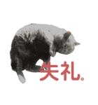 犬猫三昧⑧（個別スタンプ：16）