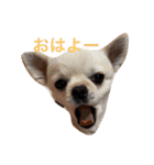 使える！くう＆まう（個別スタンプ：2）