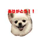 使える！くう＆まう（個別スタンプ：10）