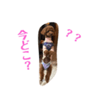 使える！くう＆まう（個別スタンプ：21）