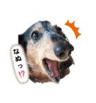 うちの犬 日常スタンプ（個別スタンプ：1）