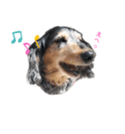 うちの犬 日常スタンプ（個別スタンプ：2）