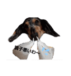 うちの犬 日常スタンプ（個別スタンプ：3）