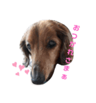 うちの犬 日常スタンプ（個別スタンプ：7）