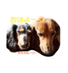 うちの犬 日常スタンプ（個別スタンプ：8）