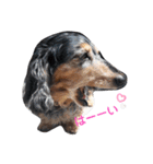 うちの犬 日常スタンプ（個別スタンプ：11）