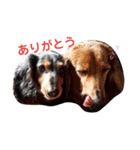 うちの犬 日常スタンプ（個別スタンプ：12）
