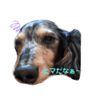 うちの犬 日常スタンプ（個別スタンプ：13）