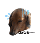 うちの犬 日常スタンプ（個別スタンプ：14）