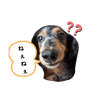 うちの犬 日常スタンプ（個別スタンプ：16）