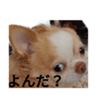 えんちぃスタンプ（個別スタンプ：3）