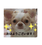 えんちぃスタンプ（個別スタンプ：4）